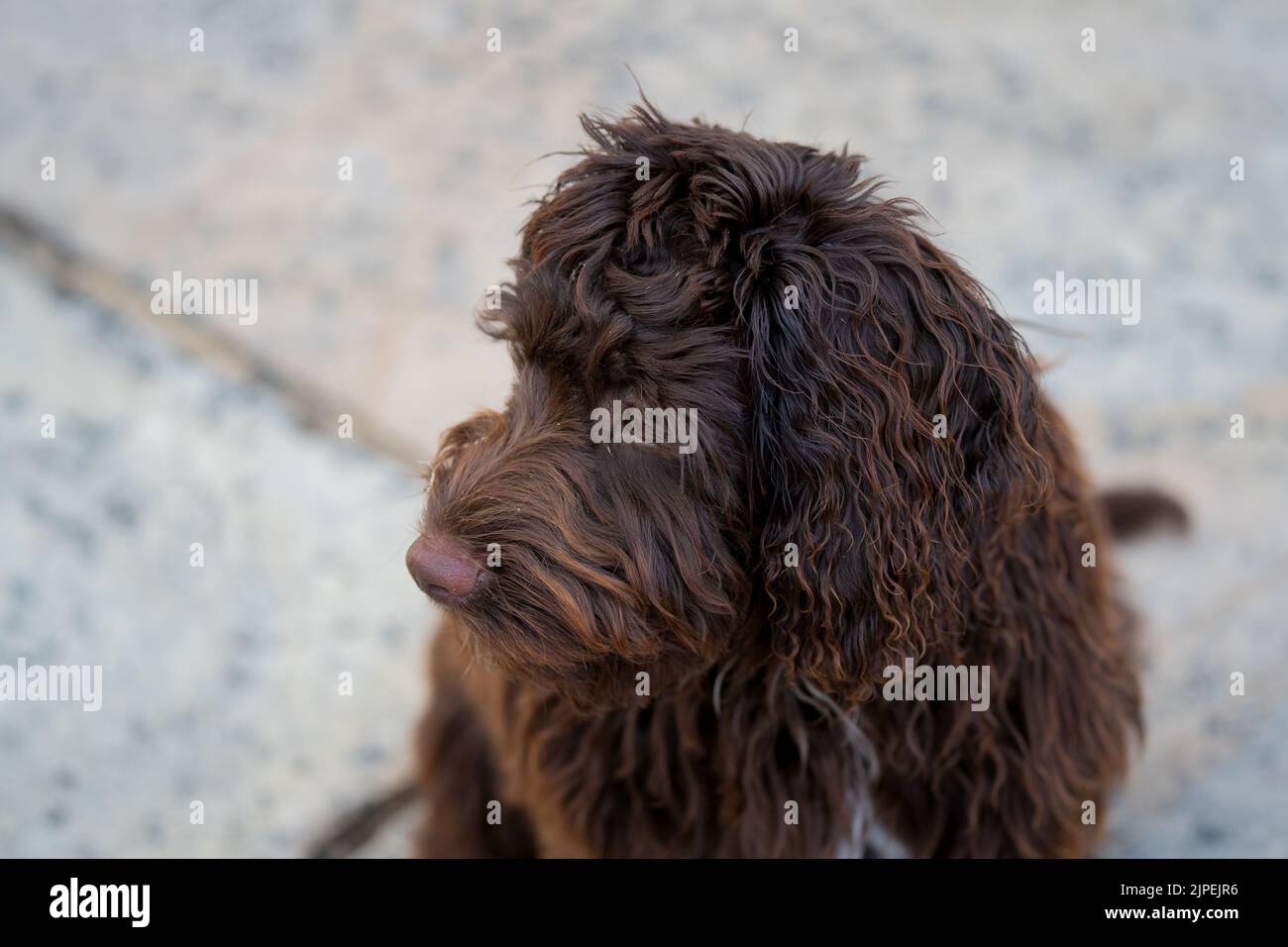 Nahaufnahme eines rotbraunen Kakapoo-Welpen mit rosafarbenen Nasen, Augen auf die Kamera gerichtet Stockfoto