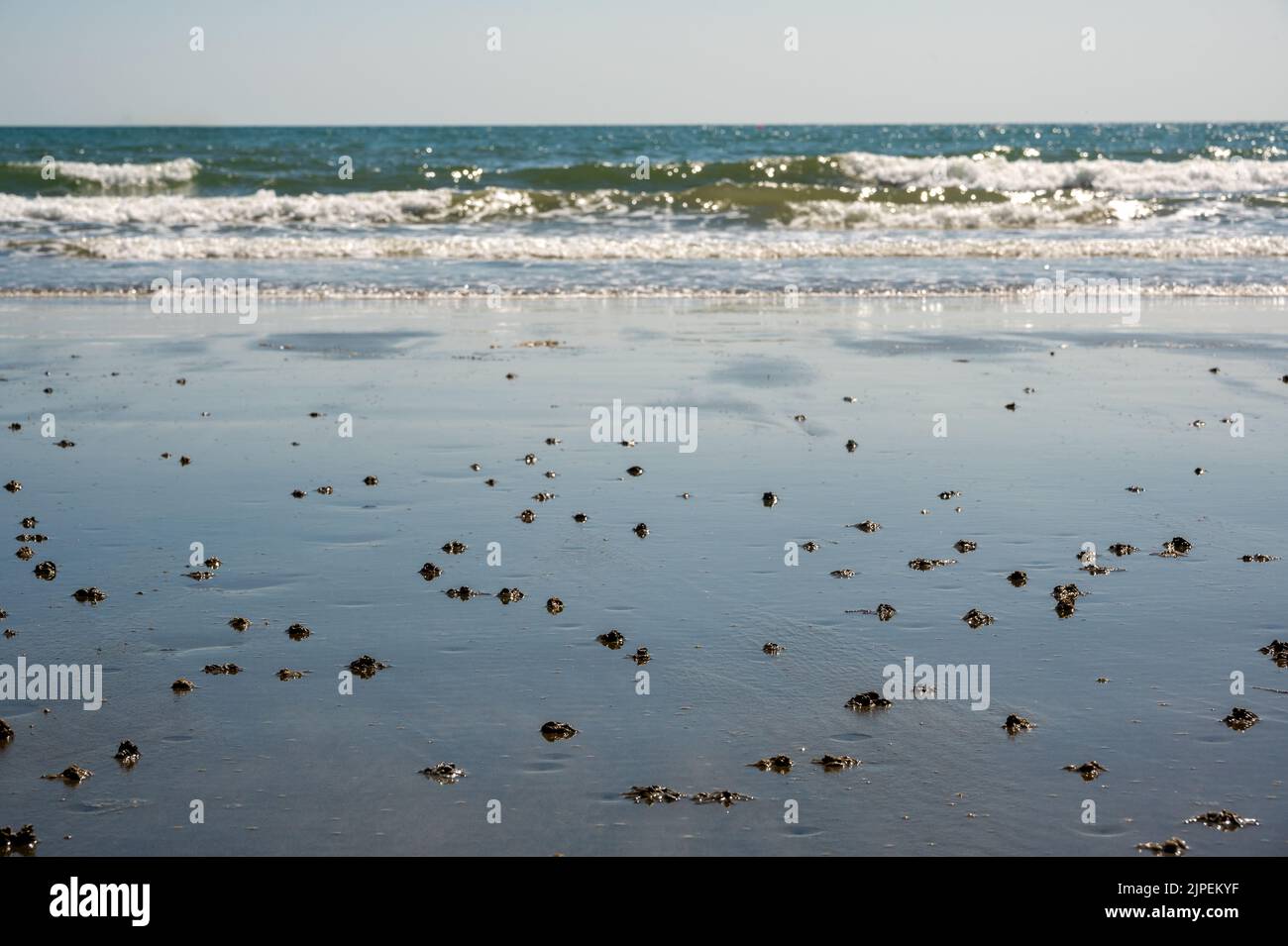 Lugworm, Yachthafen von Arenicola, Sandabgüsse am Shanklin Beach, Isle of Wight, Hampshire Stockfoto