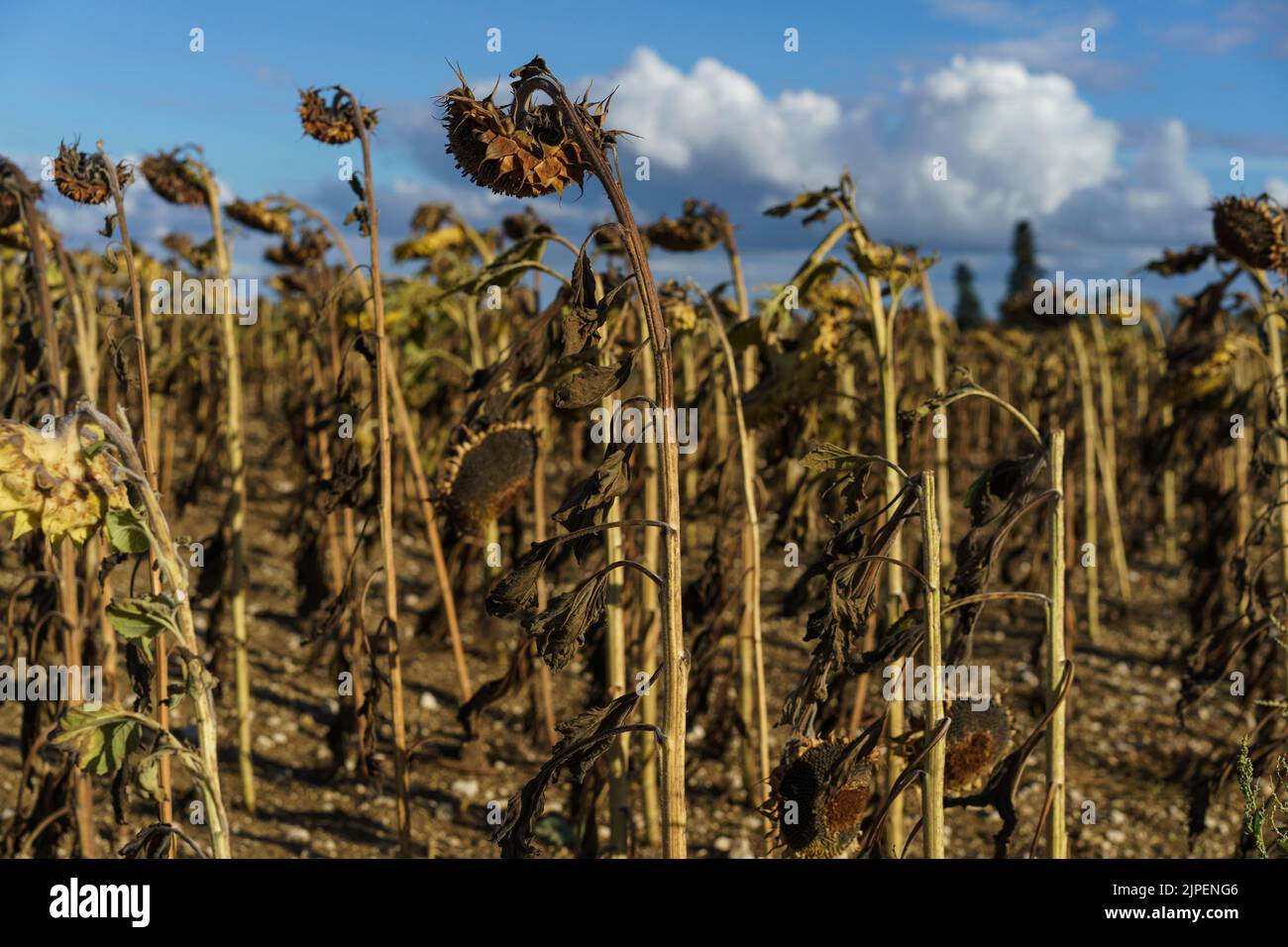FRANKREICH: Wetter - Tote Sonnenblumen auf einem Feld, außerhalb von Condom, Frankreich im August 2022. Globale Warnung und Klimawandel. © Credit: David Levenson/Alamy Stockfoto