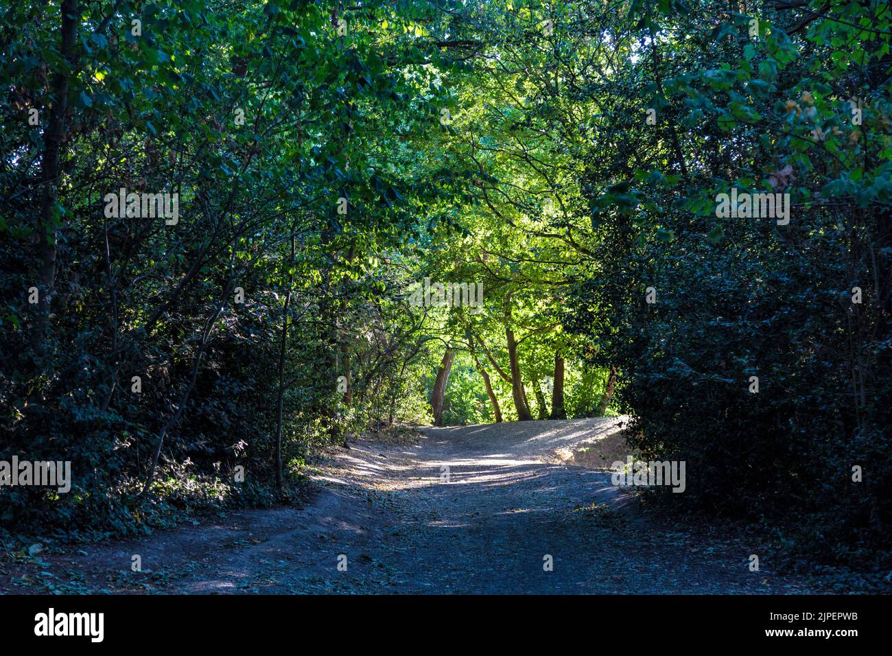 Fußweg in Wanstead Park, Redbridge, London, Großbritannien Stockfoto