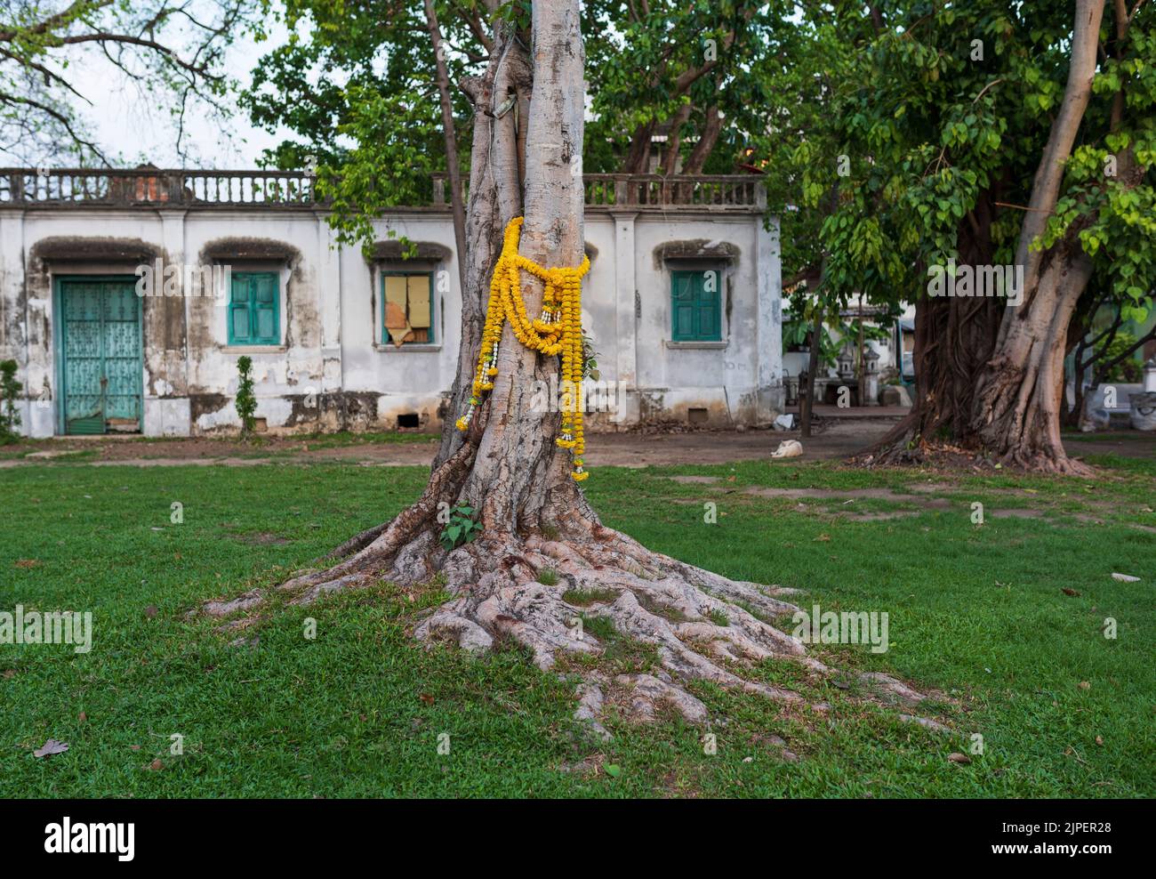 BANGKOK, THAILAND. 1. April 2016.Amphoe Phra Nakhon. Alter Baum und heilige Blumen im Mahakan Fort Park Stockfoto