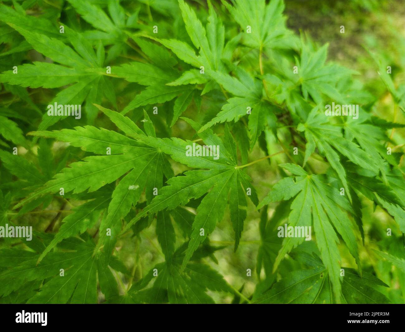 Eine Nahaufnahme von Cannabis blühenden Pflanzen Stockfoto
