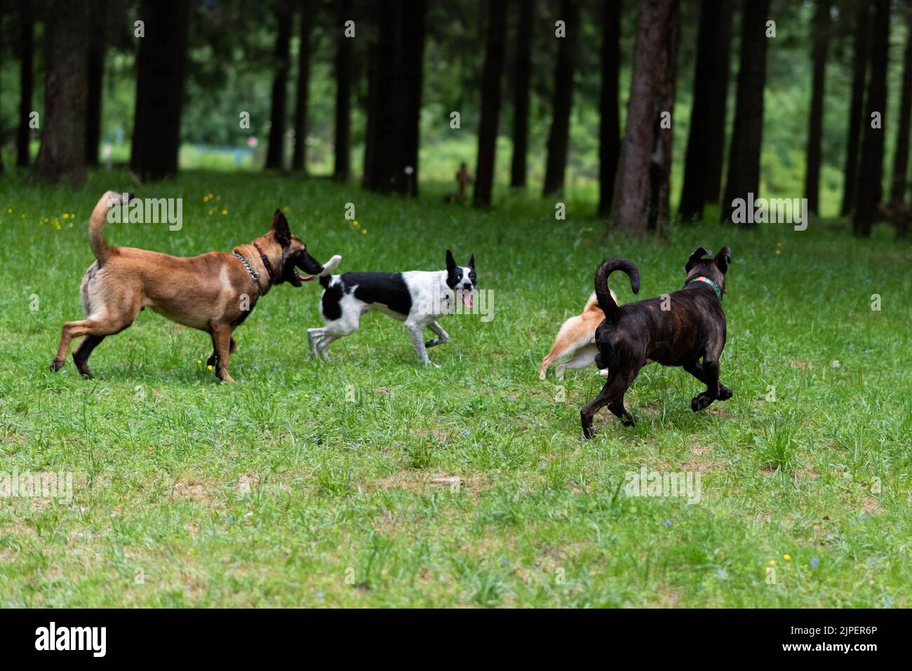 Belgischer Schäferhund und Boxer beim Spaziergang im Park. Hochwertige Fotos Stockfoto