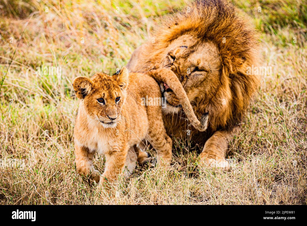 Der Löwe ist eine große Katze der Gattung Panthera, die in Afrika und Indien beheimatet ist. Sie hat einen muskulösen, breitbrüchigen Körper, einen kurzen, abgerundeten Kopf, runde Ohren; A Stockfoto