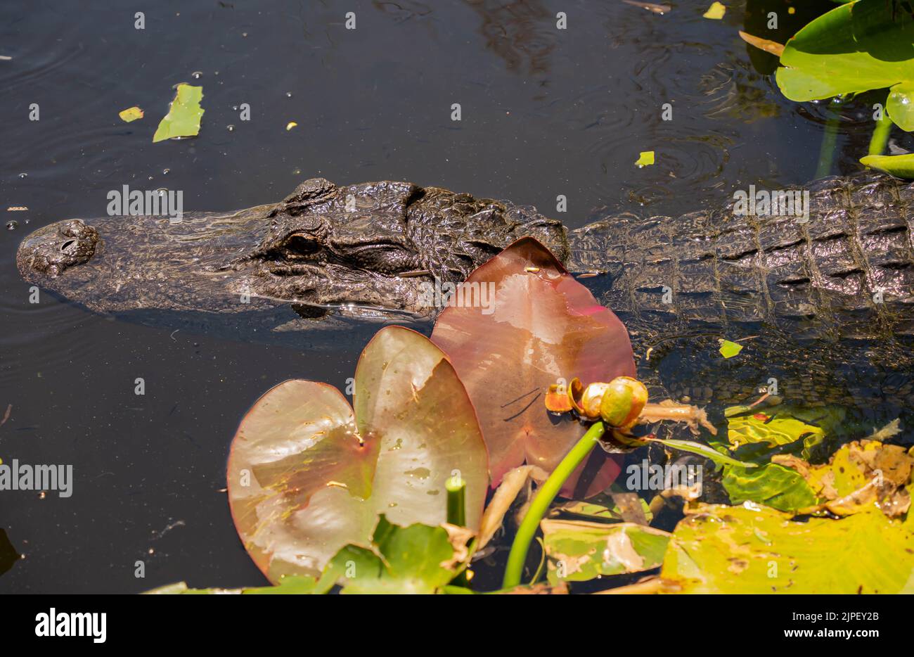 Everglades National Park and Habitat, Miami, Florida Stockfoto