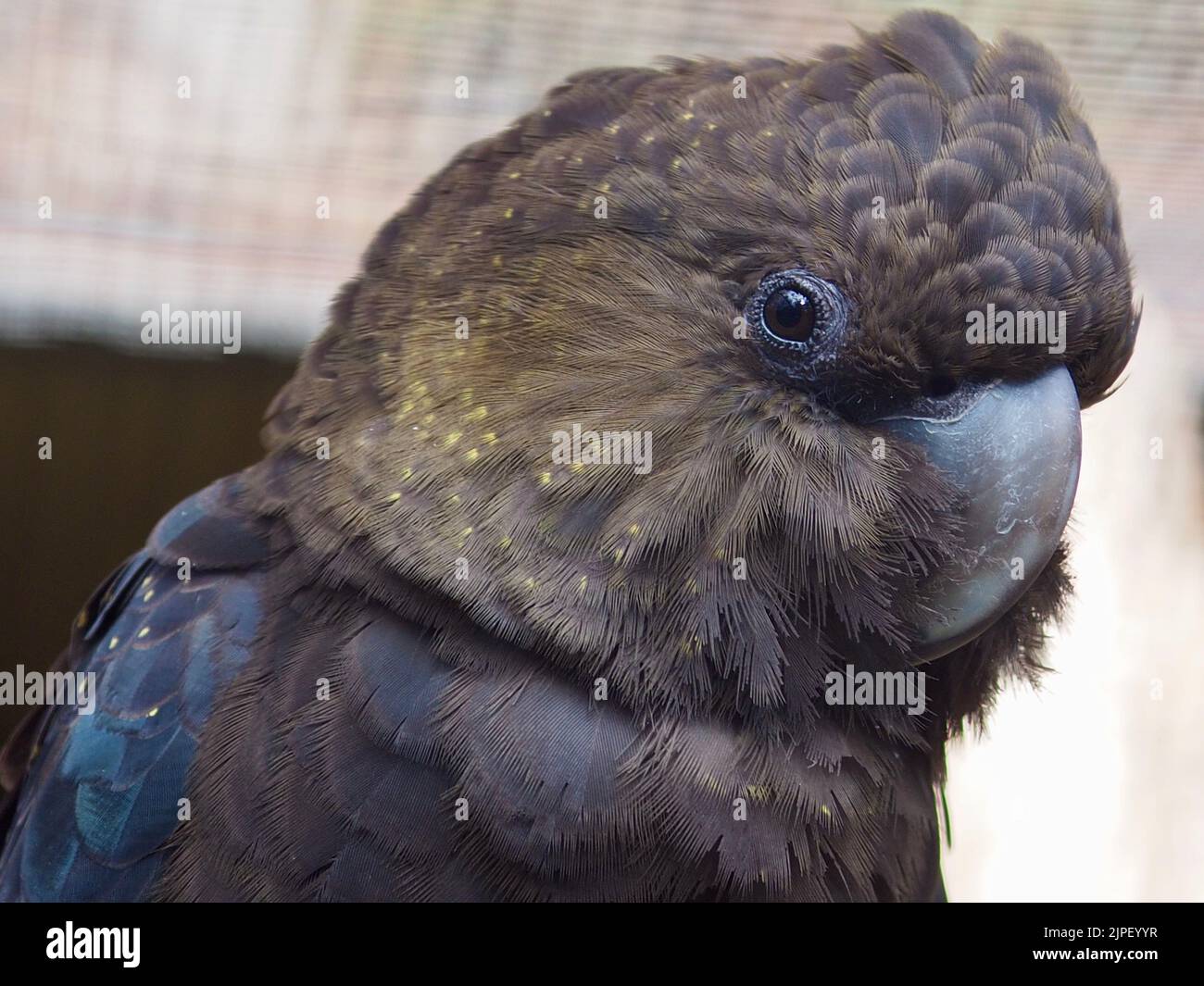 Ein Nahaufnahme-Porträt einer prächtigen blendenden Hündin Glossy Black-Cockatoo in herausragender Schönheit. Stockfoto