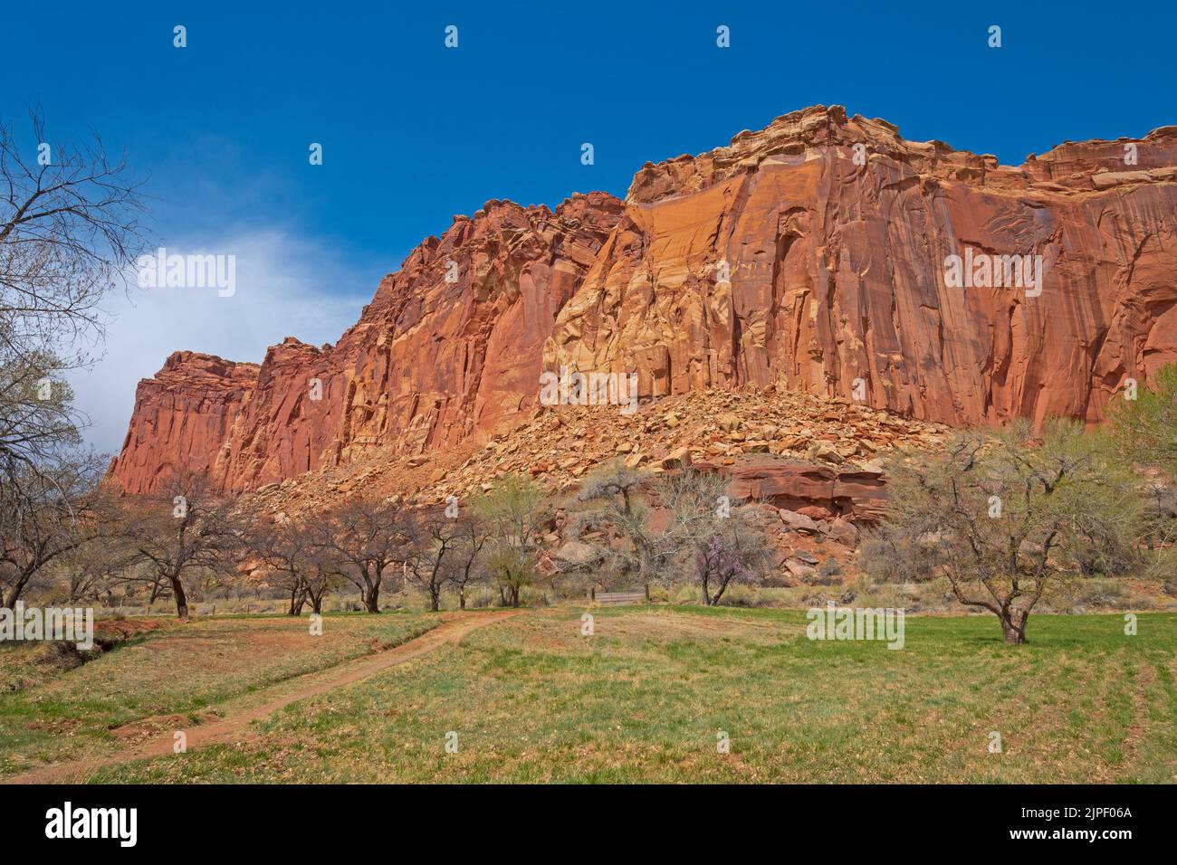 Obstbäume in einem Tal unterhalb der Red Rock Cliffs in Fruita, Utah, im Capitol Reef National Park Stockfoto