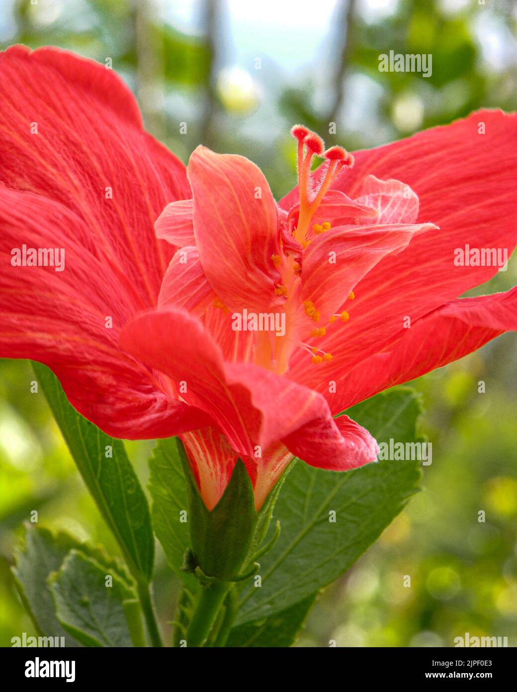 Kula, Maui Orange Gelb Rot Hawaiian Hibiscus Close Up Stockfoto