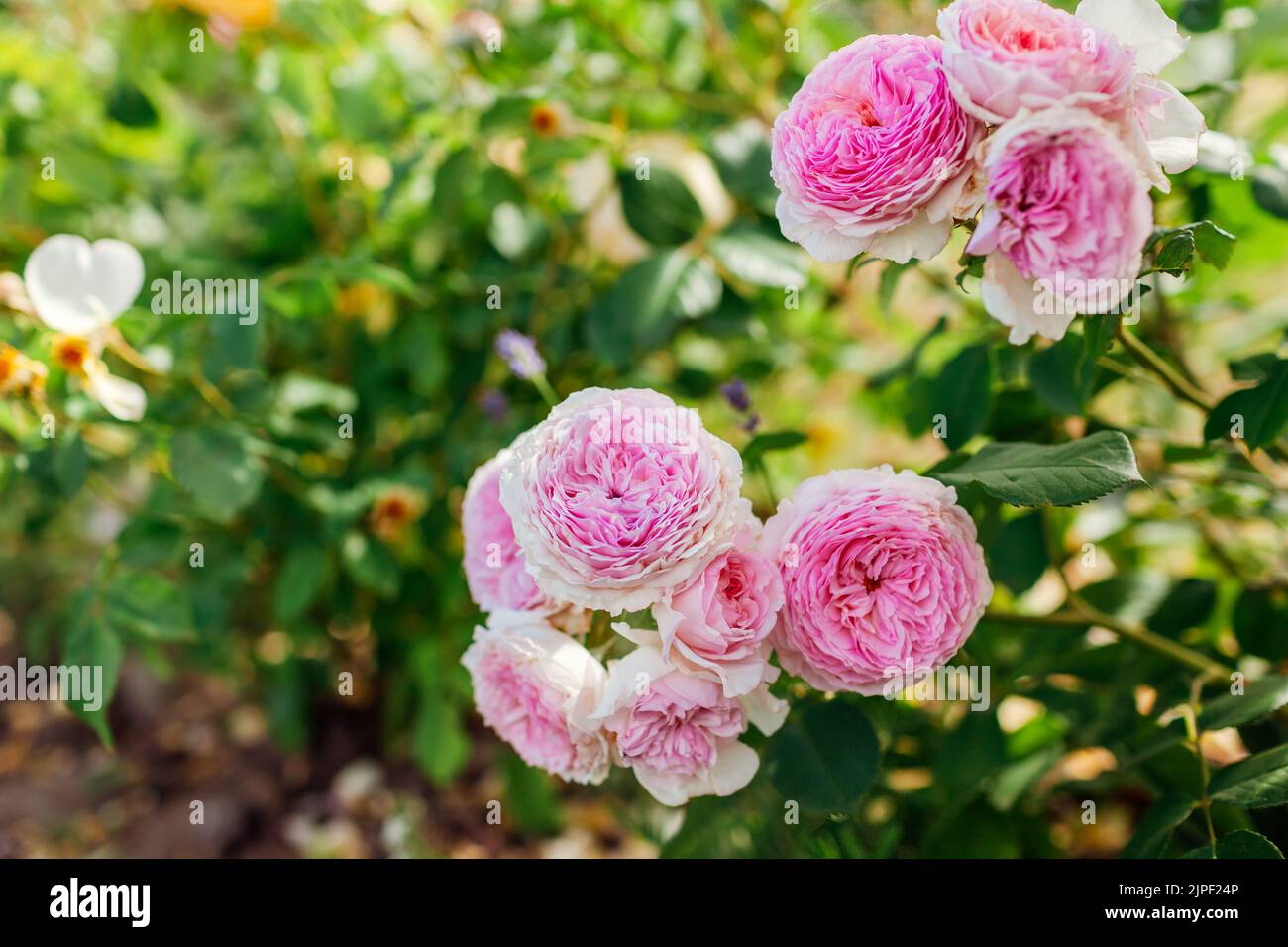 Nahaufnahme von blühenden rosa Rosen Blumen im Sommergarten. Der englische James Galway stieg mit Rüschen in Blüte. Frische Cluster Stockfoto