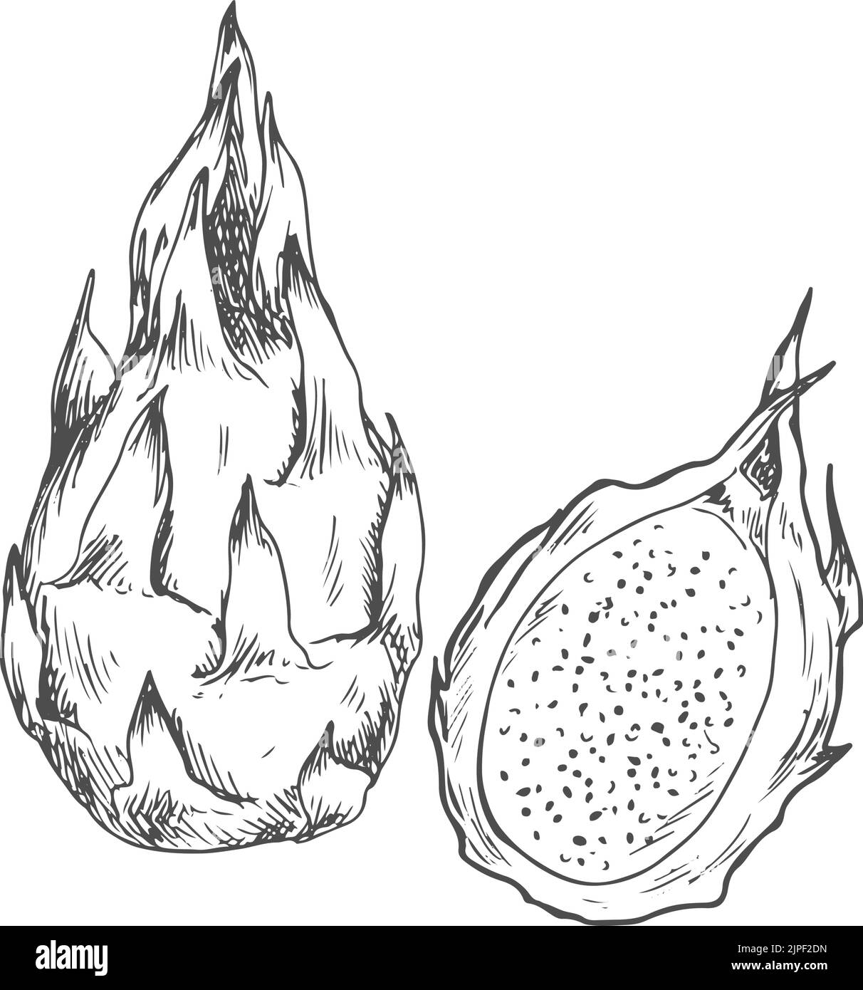 Isolierte Skizze der Drachenfrucht-Pitaya. Vektor ganze und halb exotische tropische Drachenfrucht pitahaya Dessert Stock Vektor