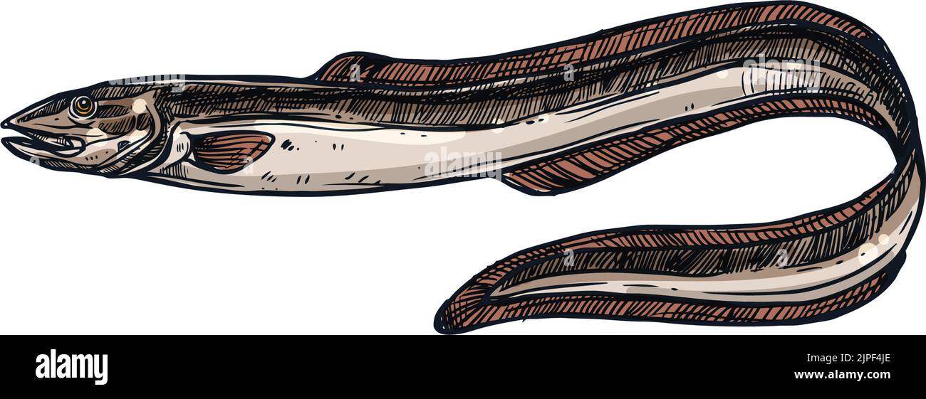 Elektrischer Aal isoliert Aal-Form Unterwasser Fisch Skizze. Vector Messerfisch Elektrophorus electricus, exotische Fische bewohnen Wasser. Elektrischer Meeraal, Meerestier unter Wasser. Ungekochte frische Aale von Hand gezeichnet Stock Vektor