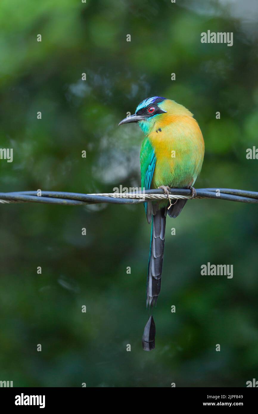 Blaukroniger Motmot (Momotus momota), der auf einem verdrehten Draht sitzt Stockfoto