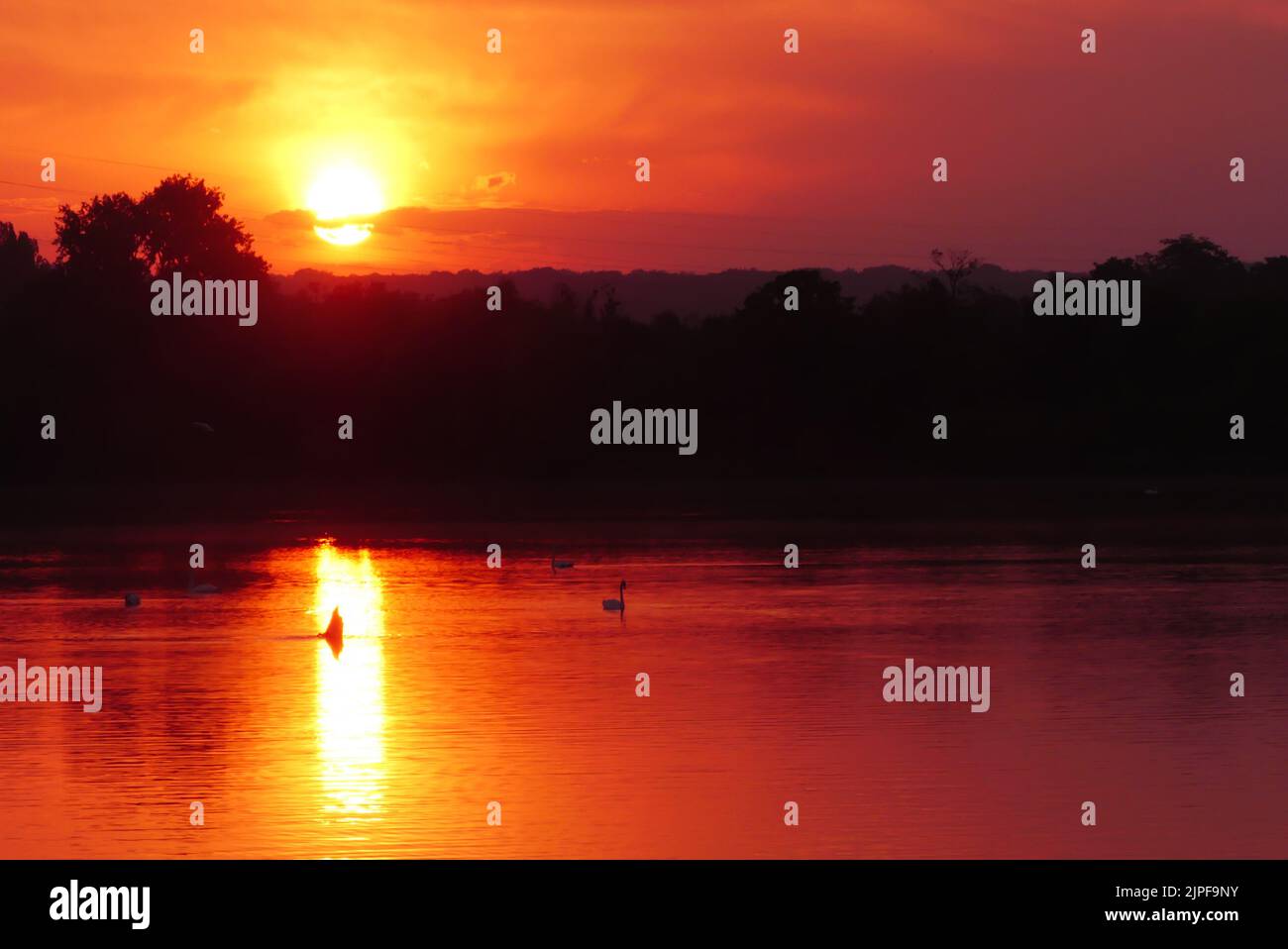 Sonnenaufgang oder Sonnenuntergang über dem Wasser. Durchgang eines Schwans auf einem See. Stockfoto