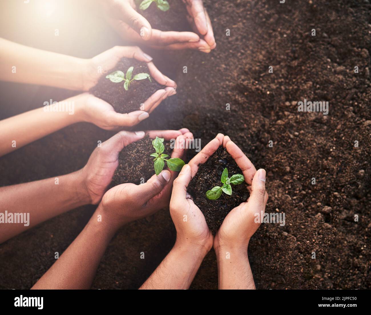 Jetzt ist der perfekte Zeitpunkt, um mit der Pflanzung zu beginnen. Eine Gruppe von nicht erkennbaren Menschen, die Pflanzen halten, die aus dem Boden wachsen. Stockfoto