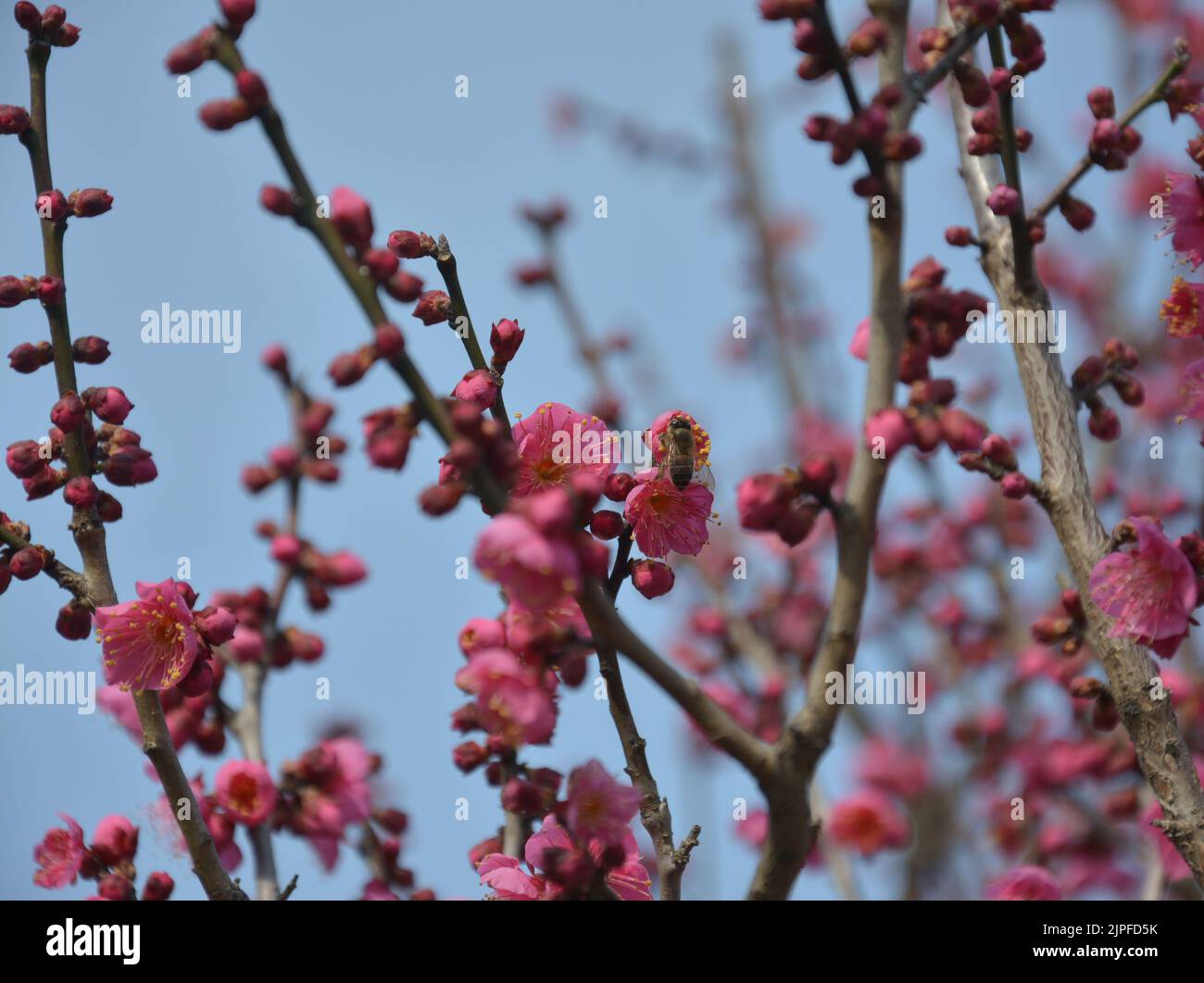 Eine Biene auf den rot-rosa Pflaumenblütenblättern am Frühlingstag Stockfoto