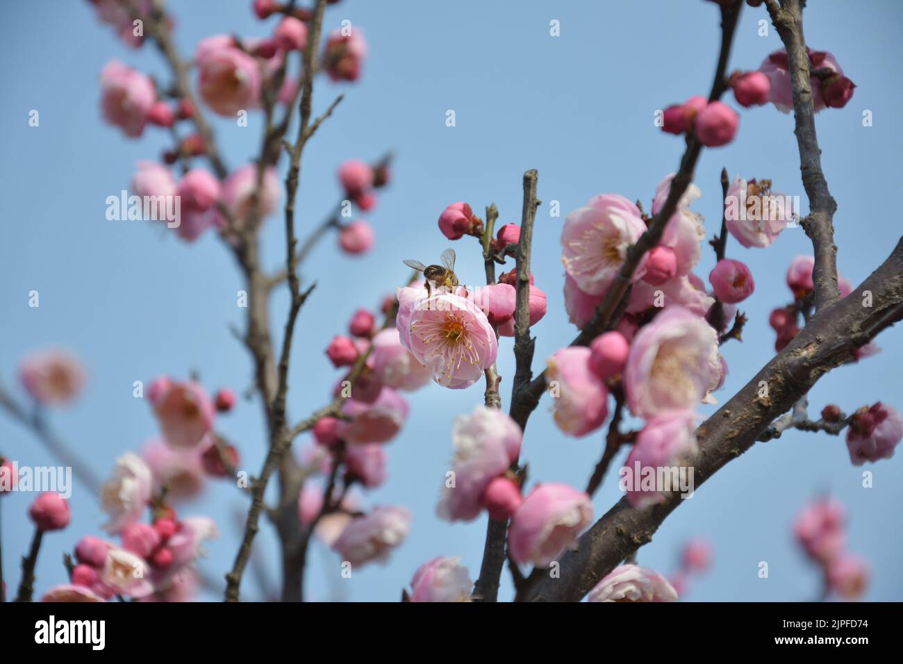 Eine Biene steht an sonnigen Tagen auf den Pflaumenblüten Stockfoto