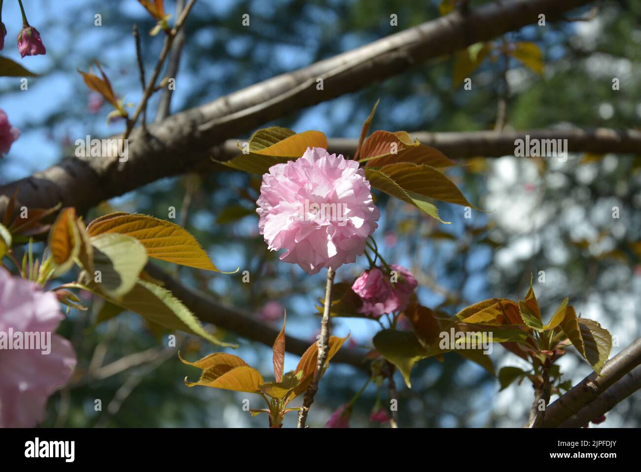 Eine isolierte rosa Sakura-Blume blüht am sonnigen Nachmittag im Park Stockfoto