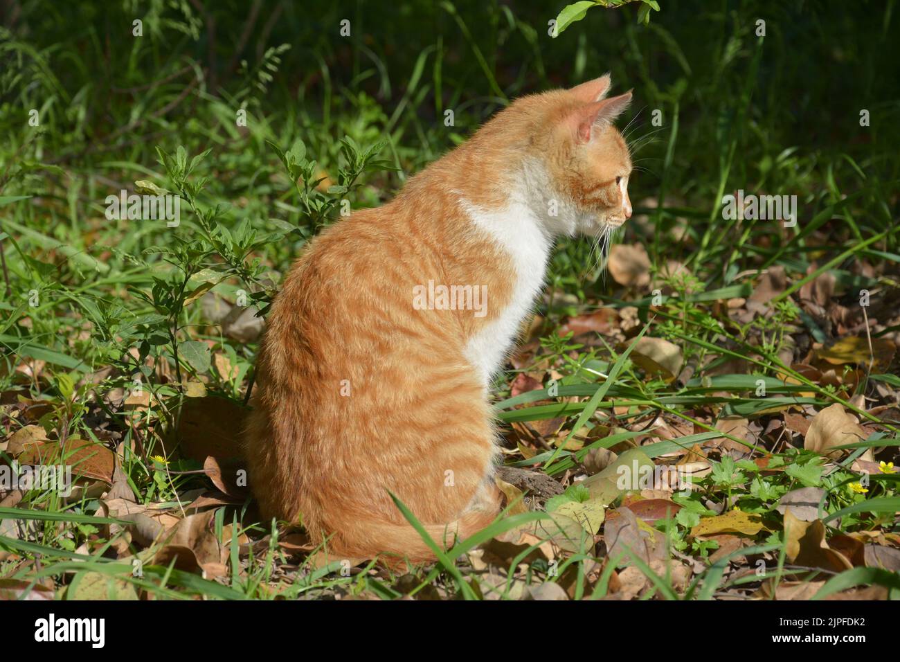 Eine orangefarbene Katze sitzt auf dem Gras und schaut irgendwo am sonnigen Nachmittag Stockfoto