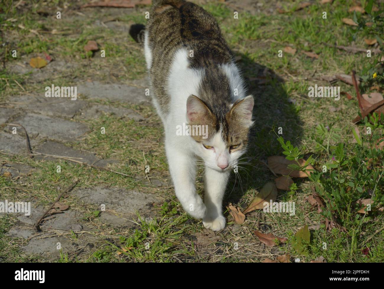 Eine schwarz-weiße Katze, die am sonnigen Nachmittag auf dem Rasen spazieren geht Stockfoto