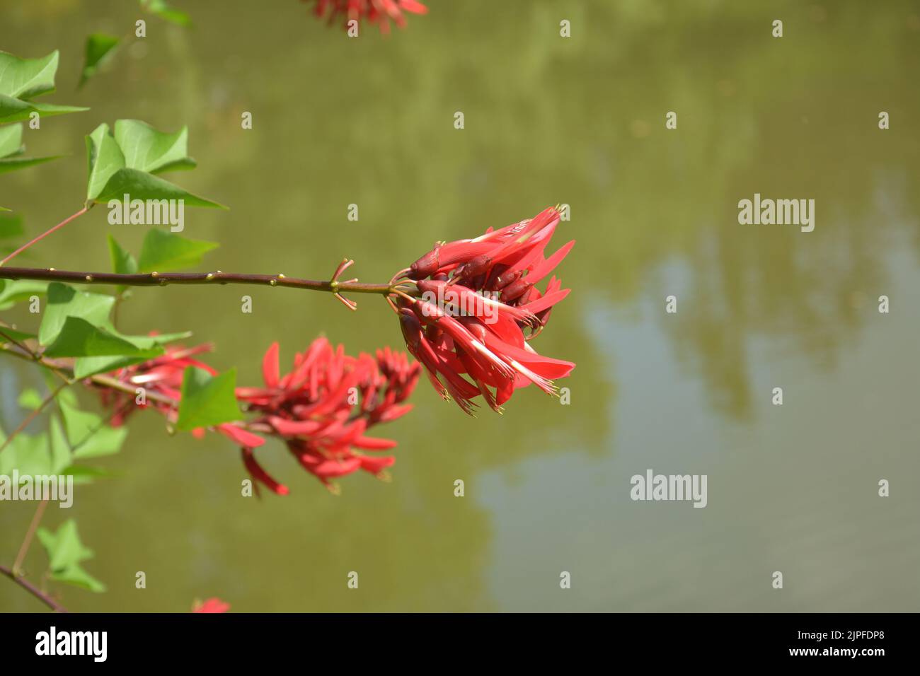 Rote Erythrina crista-galli, die am sonnigen Nachmittag am Rand des Wassers blüht Stockfoto