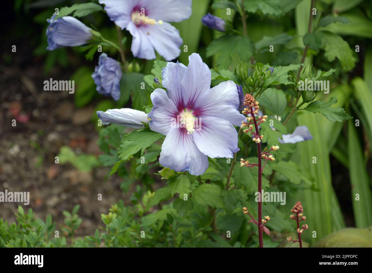Hellrosa Hibiscus syriacus blüht mit Staubgefäßen im Garten Stockfoto
