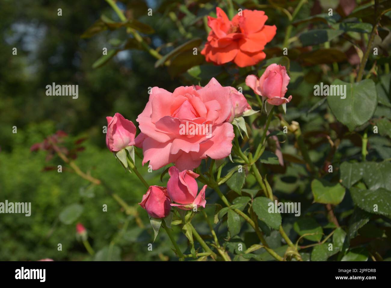 Rosa Rosenblüten mit Knospen im Busch am sonnigen Nachmittag Stockfoto