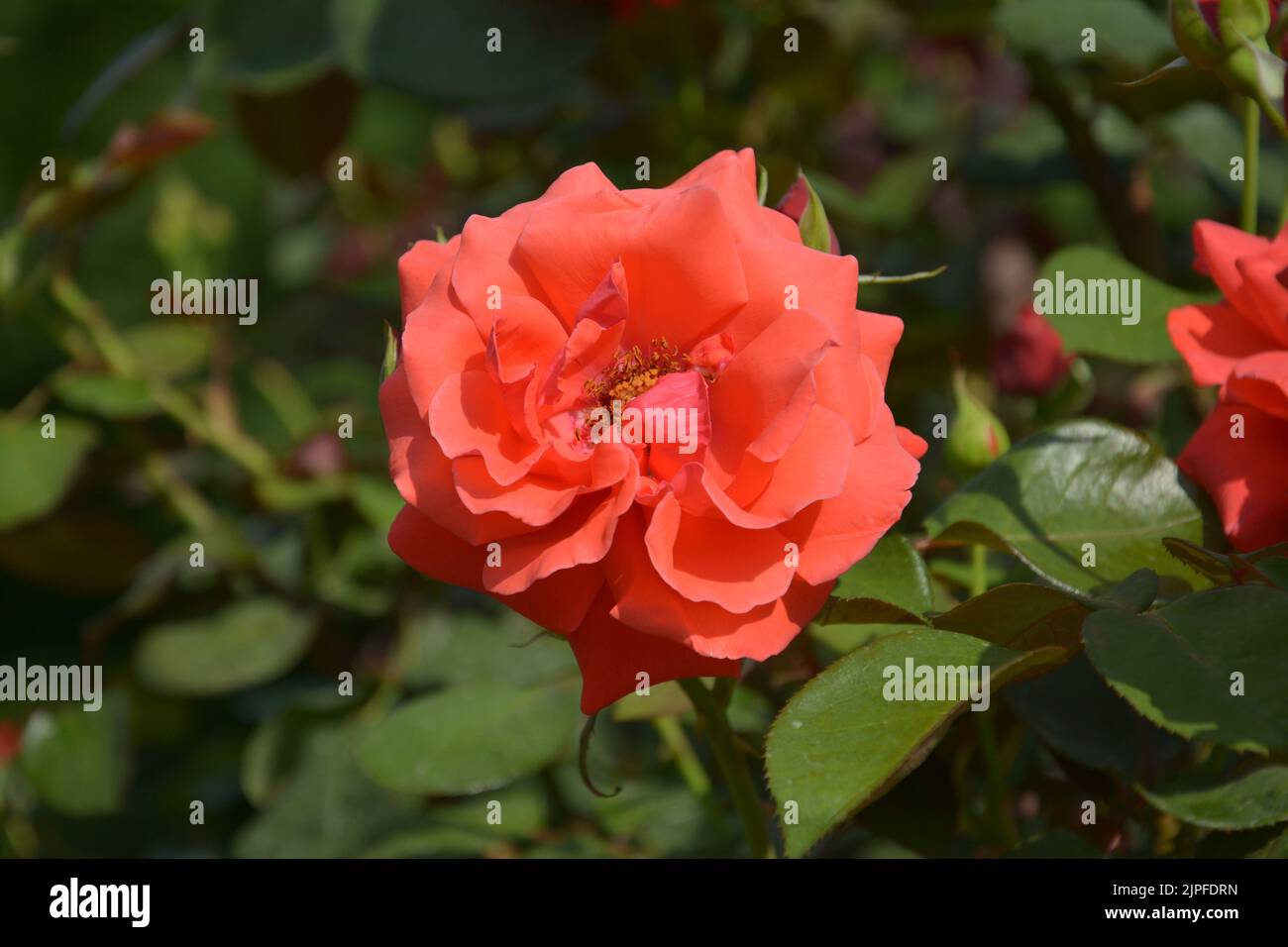 Eine isolierte rote Rose blüht mit Blütenblättern im Garten Stockfoto