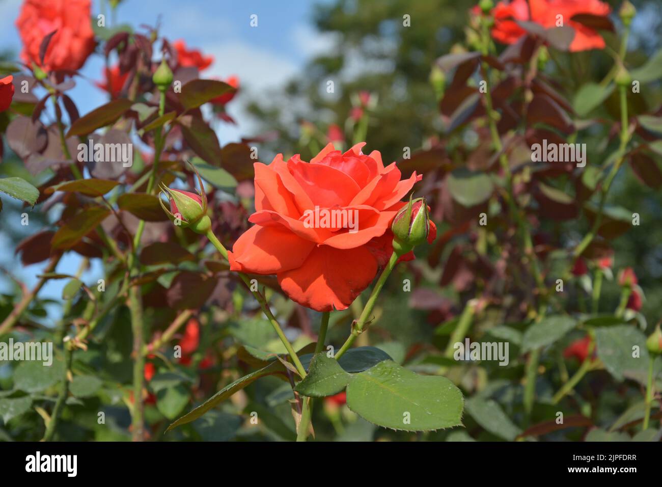 Rote Rosenblüten mit Knospen im Garten Stockfoto