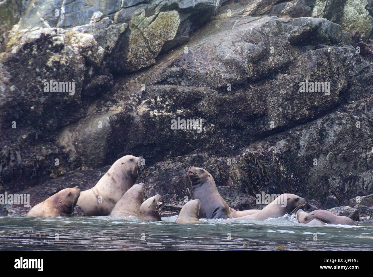 Inian Islands, Alaska, USA. 1. August 2022. Stellare Seelöwen in der Nähe der Inischen Inseln, Alaska, Montag, 1. August 2022. (Bild: © Mark Hertzberg/ZUMA Press Wire) Stockfoto