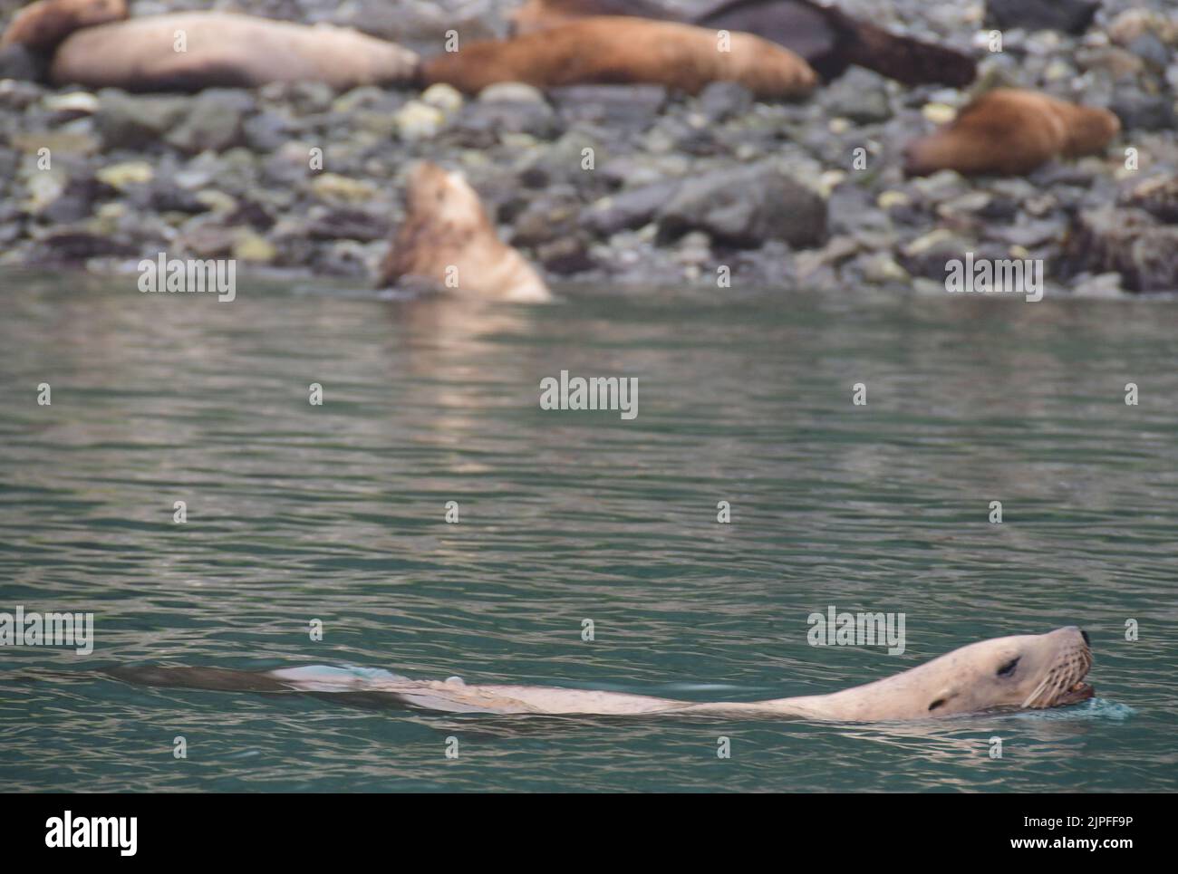 Inian Islands, Alaska, USA. 1. August 2022. Stellare Seelöwen in der Nähe der Inischen Inseln, Alaska, Montag, 1. August 2022. (Bild: © Mark Hertzberg/ZUMA Press Wire) Stockfoto