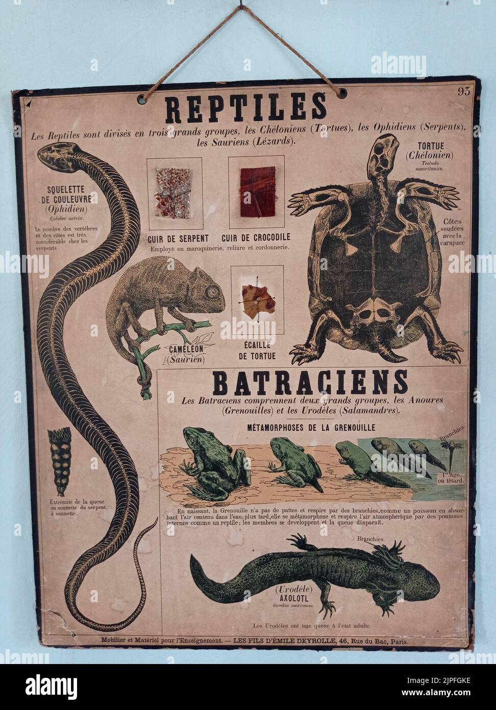 Une affiche ancienne dans une École française , REPTILIEN , BACTARIENS Stockfoto