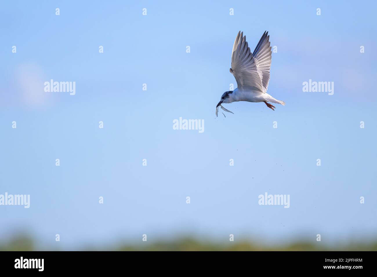 Eine nicht-brütende Whiskered Tern, die mit einer Libelle über die Feuchtgebiete von St. Lawrence im australischen Central Queensland fliegt. Stockfoto