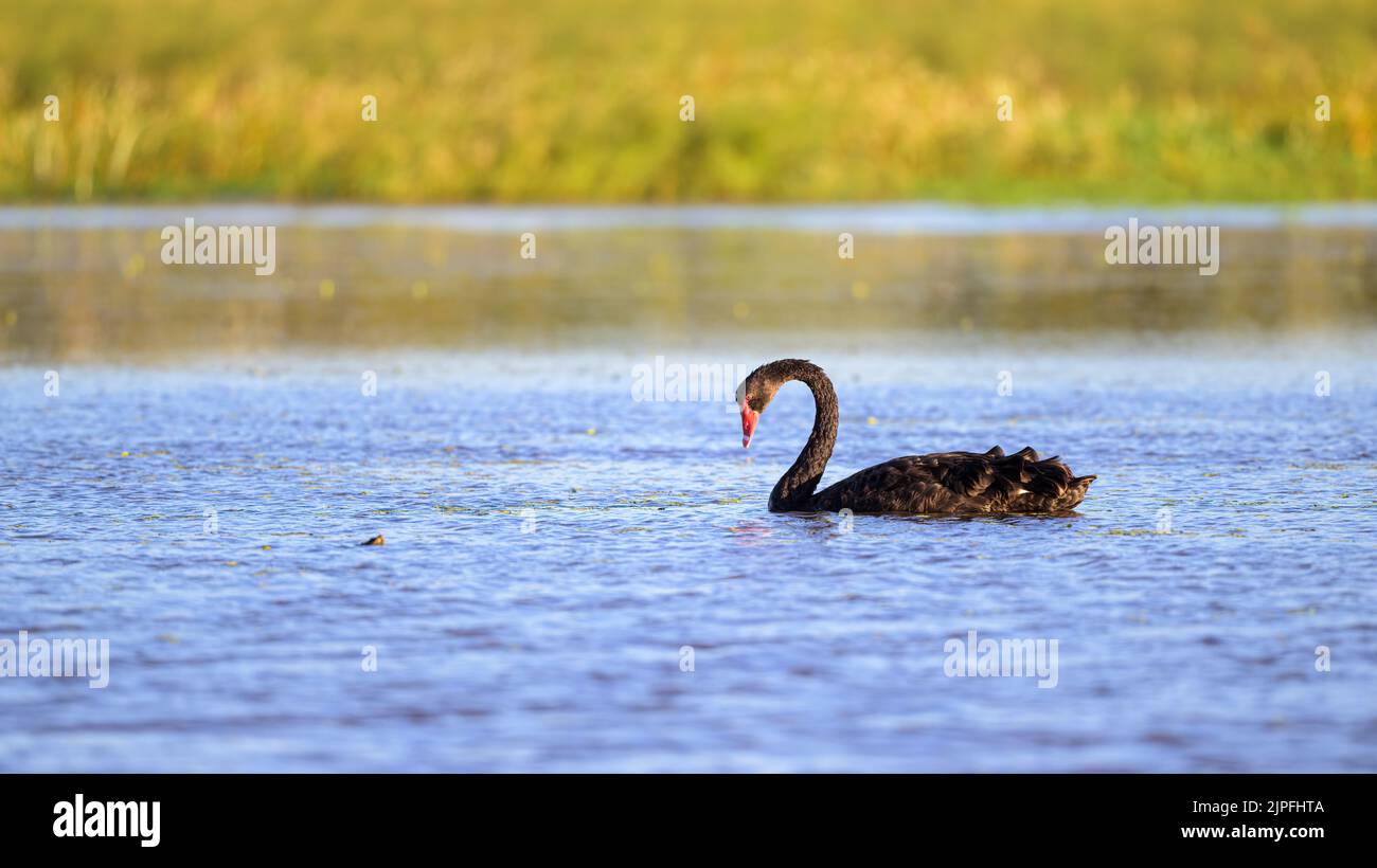 Ein einziger reifer Schwarzer Schwan schwimmt durch seine Lagune und zeigt seine territoriale Dominanz im St Lawrence the Feuchtgebiet in Queensland, Australien. Stockfoto