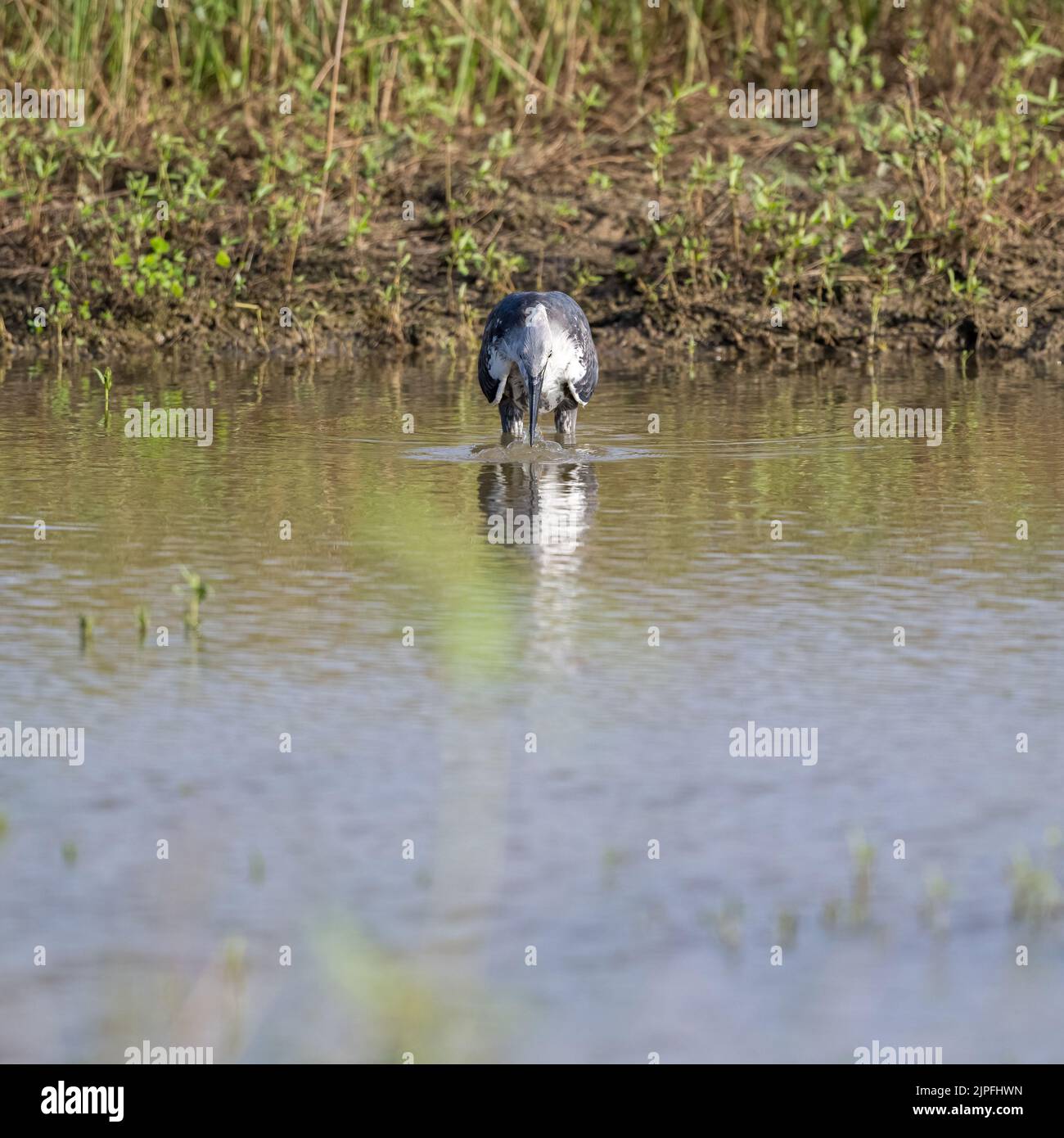 Ein junger Weißhalsreiher, der erfolgreich Süßwasser-Garnelen in einem flachen Billabong im Westen von Queensland in Australien jagt. Stockfoto