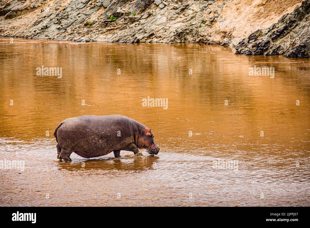 Der Nilpferd, der auch als Flusspferd, Nilpferd und Flusspferd bezeichnet wird, ist ein großes semiaquatisches Säugetier, das in Unterwassergebieten beheimatet ist. Stockfoto
