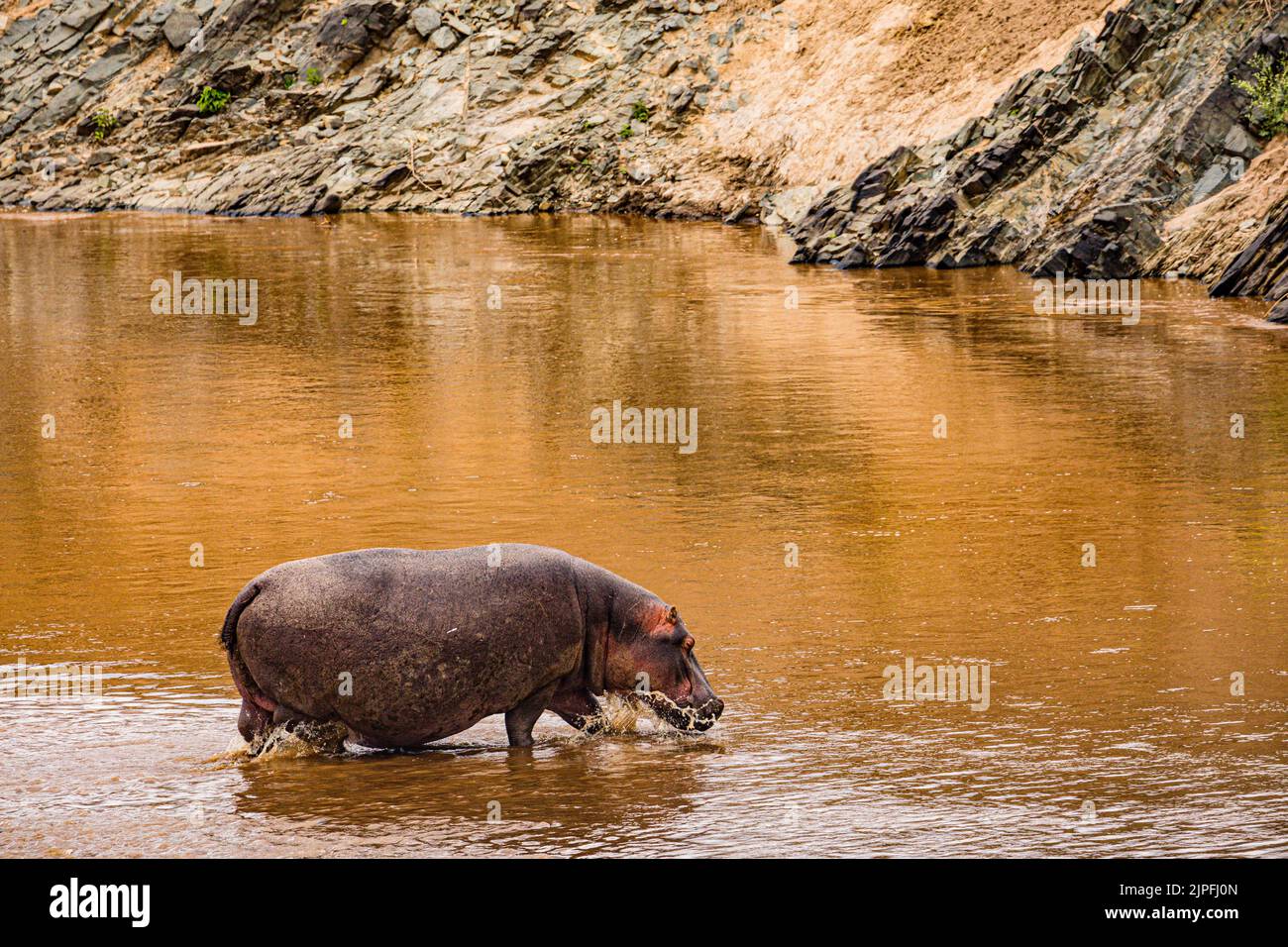 Der Nilpferd, der auch als Flusspferd, Nilpferd und Flusspferd bezeichnet wird, ist ein großes semiaquatisches Säugetier, das in Unterwassergebieten beheimatet ist. Stockfoto
