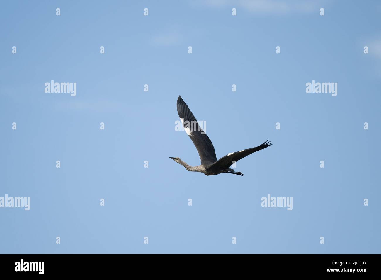 Bei der Flugaufnahme eines jungen Weißhalsreihers, der über dem Feuchtgebiet gleitet, auf der Suche nach einem Futterplatz im Outback von Queensland in Australien. Stockfoto