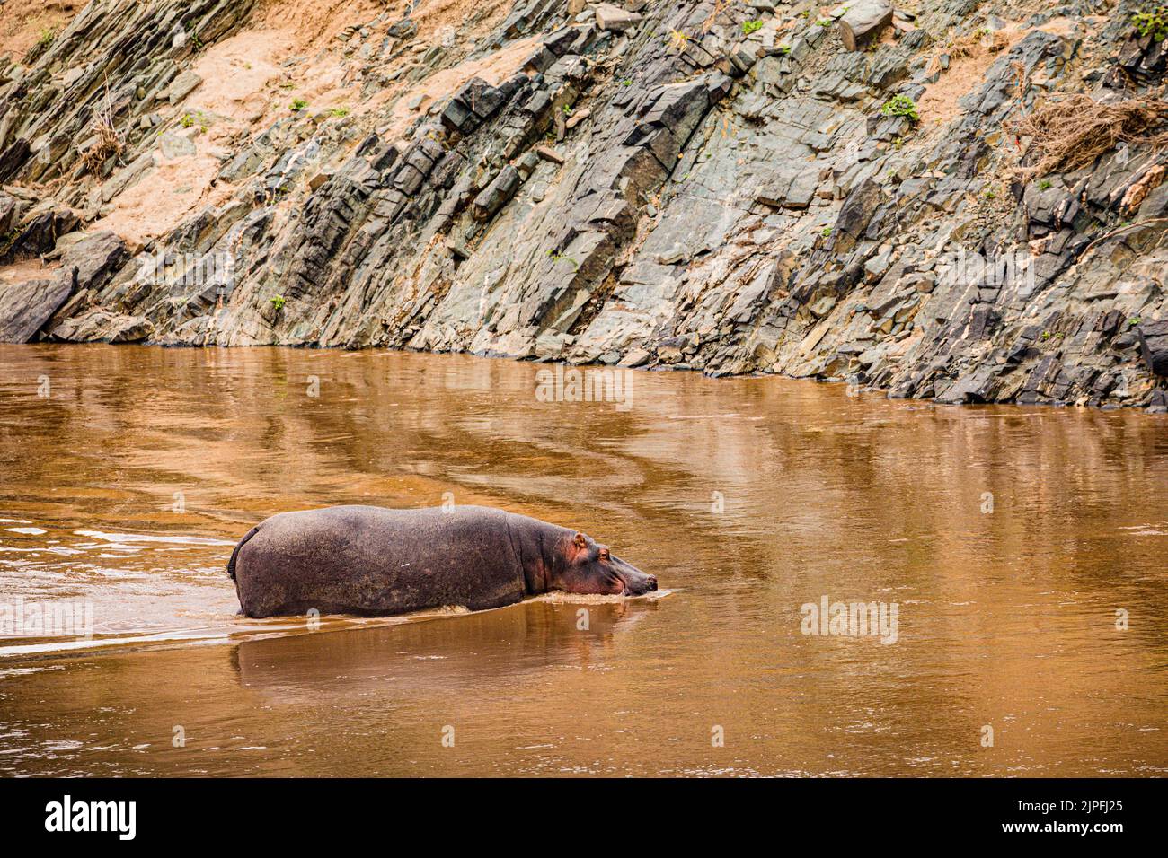 Der Nilpferd, der auch als Flusspferd, Nilpferd und Flusspferd bezeichnet wird, ist ein großes semiaquatisches Säugetier, das in Unterwassergebieten beheimatet ist. Stockfoto