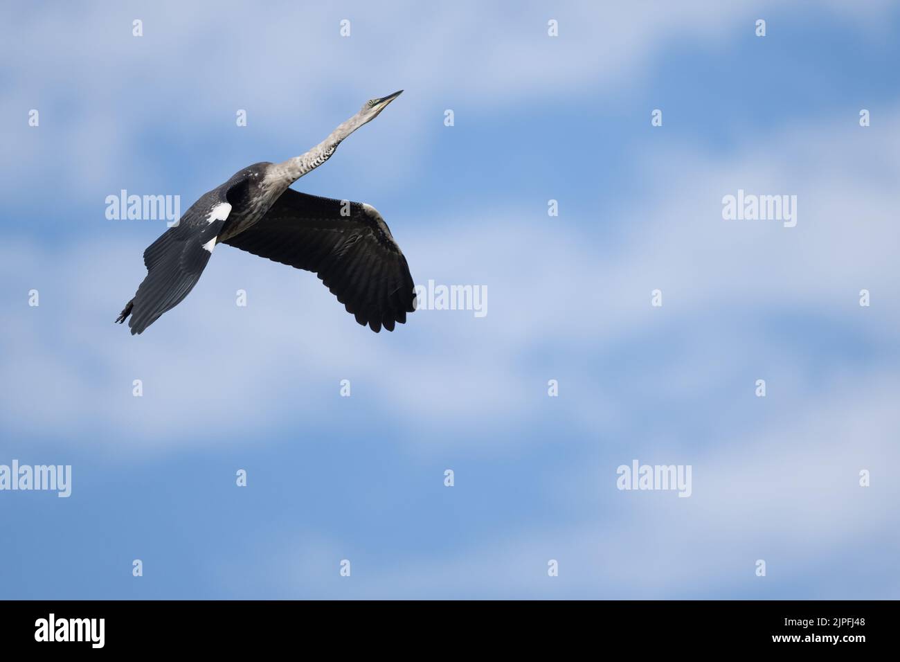 Bei der Flugaufnahme eines jungen Weißhalsreihers, der über dem Feuchtgebiet gleitet, auf der Suche nach einem Futterplatz im Outback von Queensland in Australien. Stockfoto