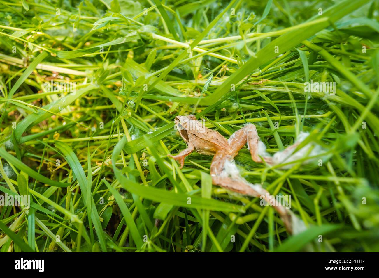 Brauner gewöhnlicher Frosch - Rana temporaria steht auf dem Boden zwischen grünen Pflanzen. Stockfoto