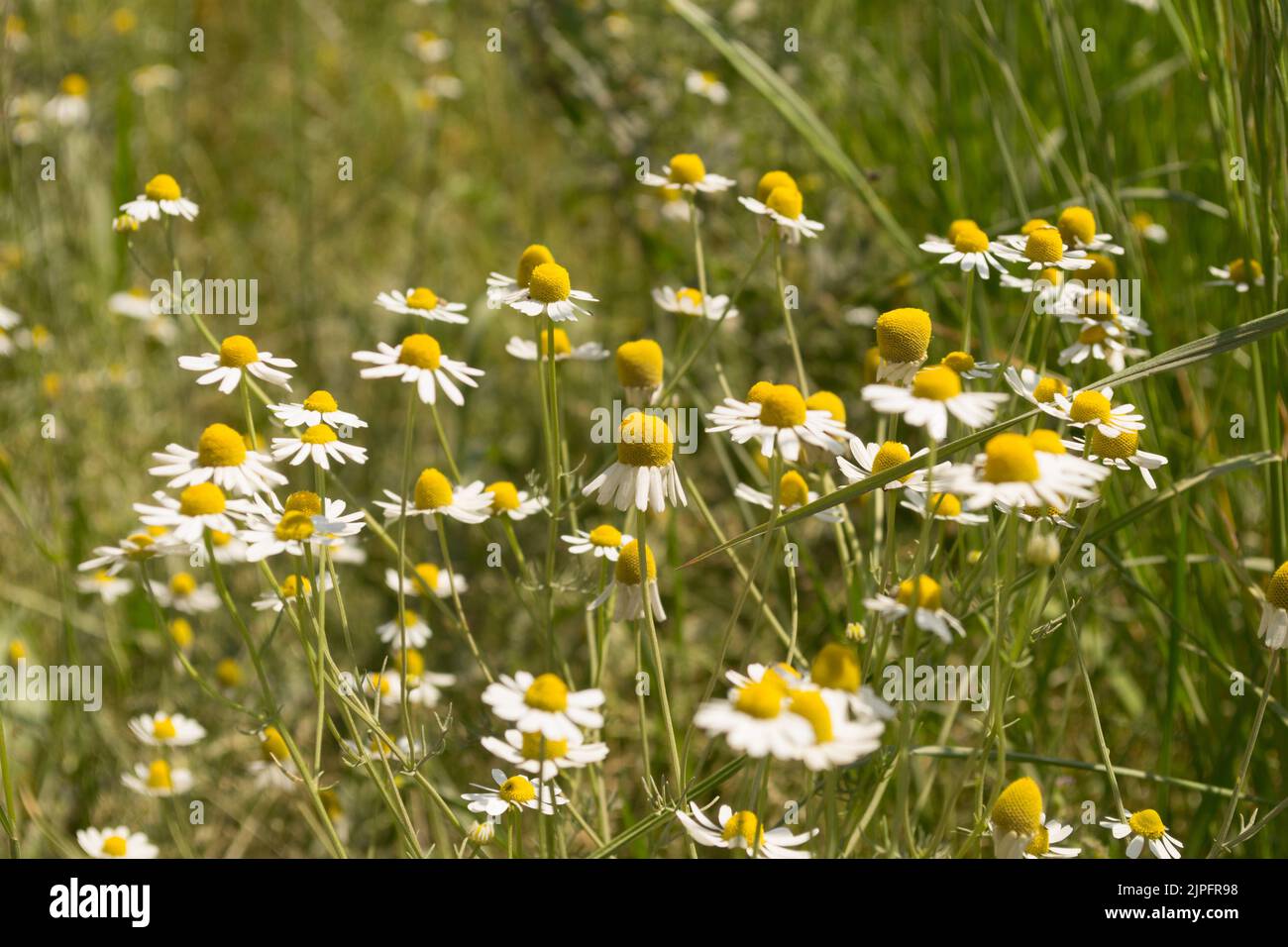 Blühendes Kamillenfeld. Wunderschöne Naturszene mit blühenden medizinischen Chamomilles. Alternative Medizin Frühling Gänseblümchen. Stockfoto