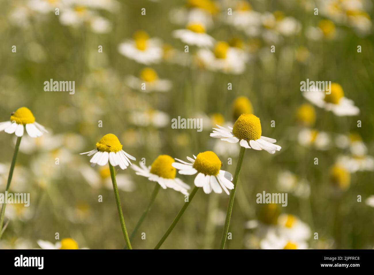 Blühendes Kamillenfeld. Wunderschöne Naturszene mit blühenden medizinischen Chamomilles. Alternative Medizin Frühling Gänseblümchen. Stockfoto