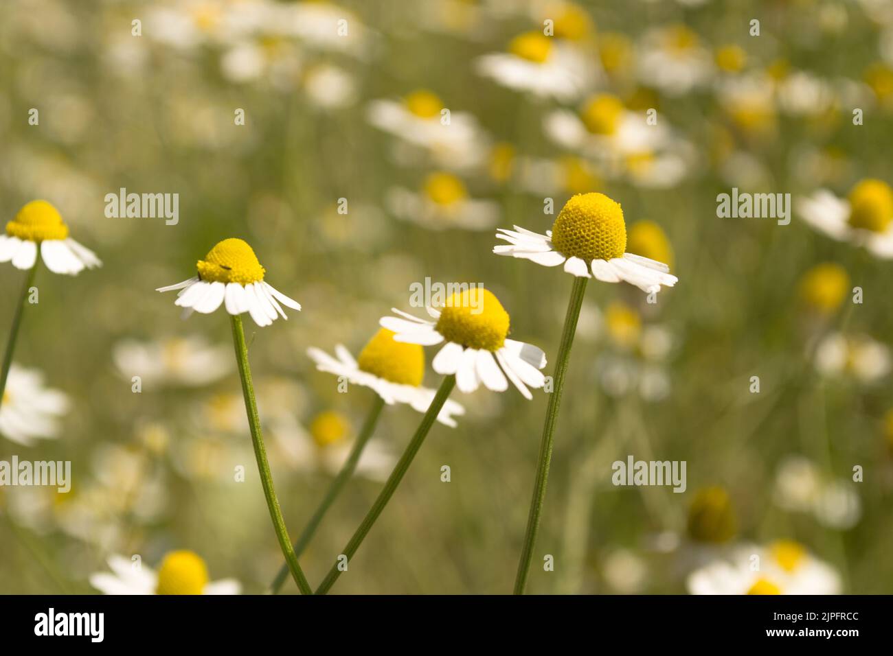 Blühendes Kamillenfeld. Wunderschöne Naturszene mit blühenden medizinischen Chamomilles. Alternative Medizin Frühling Gänseblümchen. Stockfoto