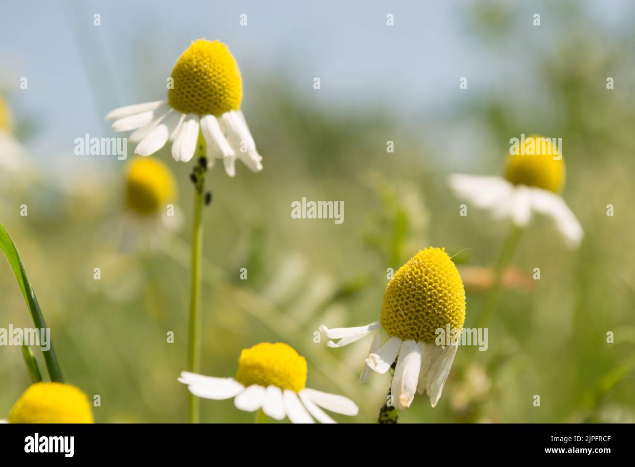 Blühendes Kamillenfeld. Wunderschöne Naturszene mit blühenden medizinischen Chamomilles. Alternative Medizin Frühling Gänseblümchen. Stockfoto