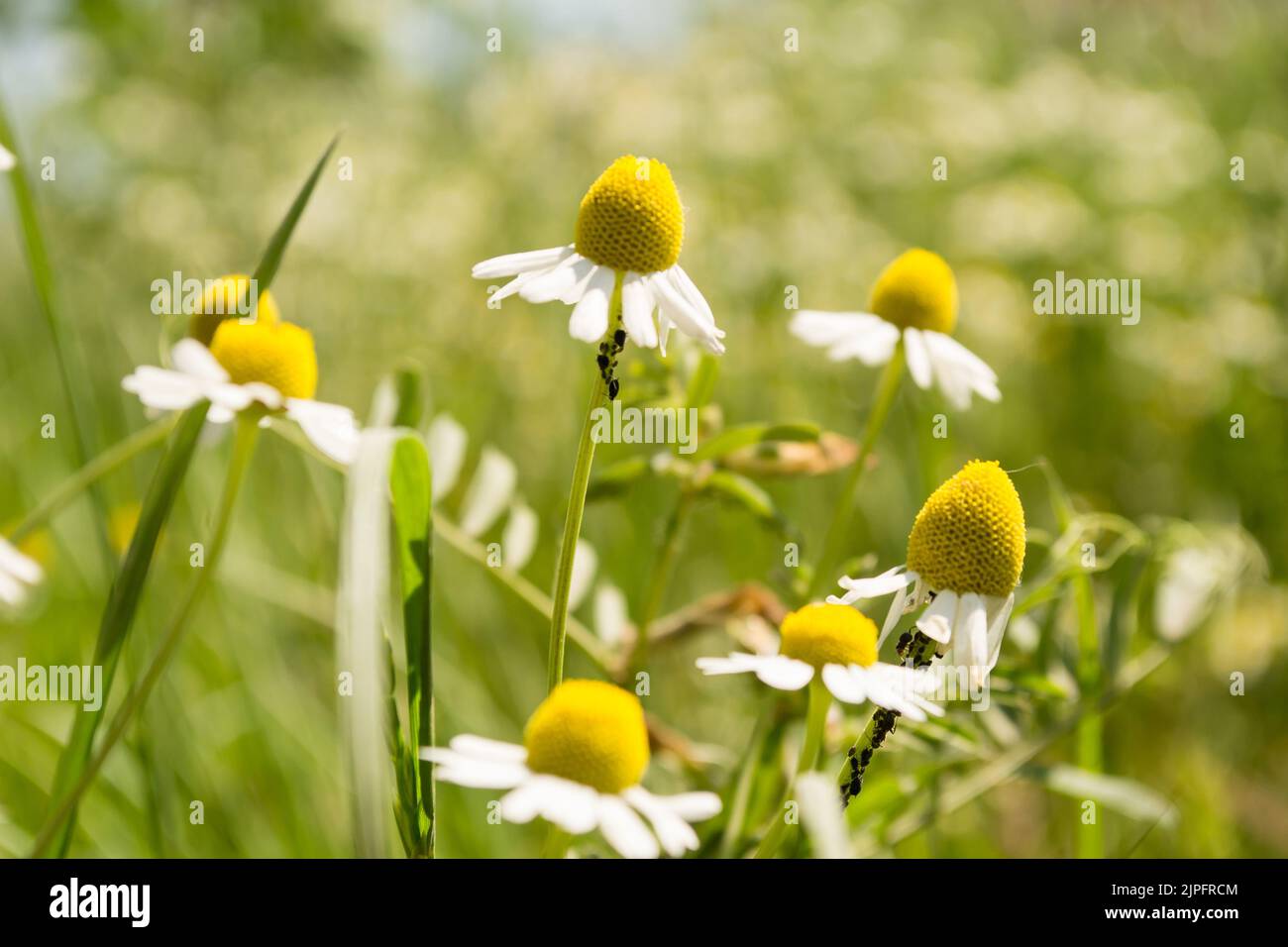 Blühendes Kamillenfeld. Wunderschöne Naturszene mit blühenden medizinischen Chamomilles. Alternative Medizin Frühling Gänseblümchen. Stockfoto