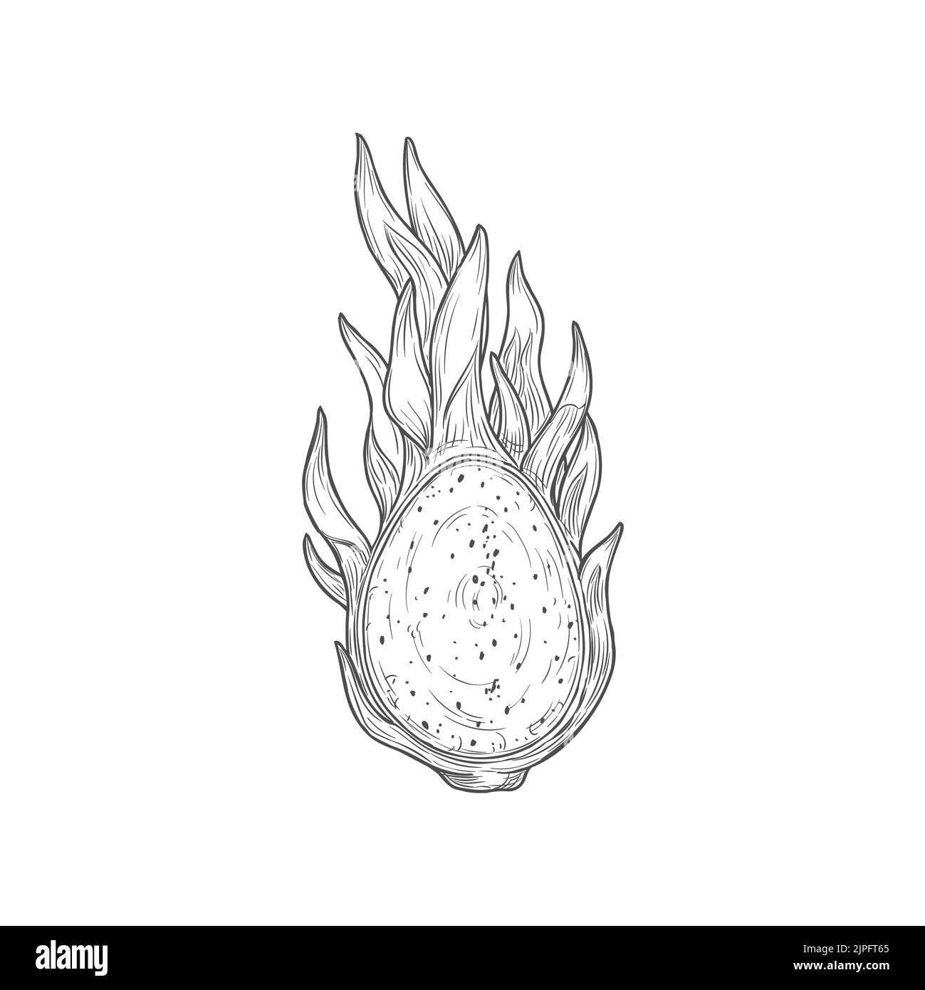 Pitaya mit Samen Drachenfrucht auf halb isolierter monochromer Ikone geschnitten. Vektor-Skizze von reifen Pitahaya, saftigen tropischen vegetarischen Lebensmitteln, Lebensmittelprodukt. Pithaya, exotisches tropisches Dessert mit Drachenfrucht Stock Vektor