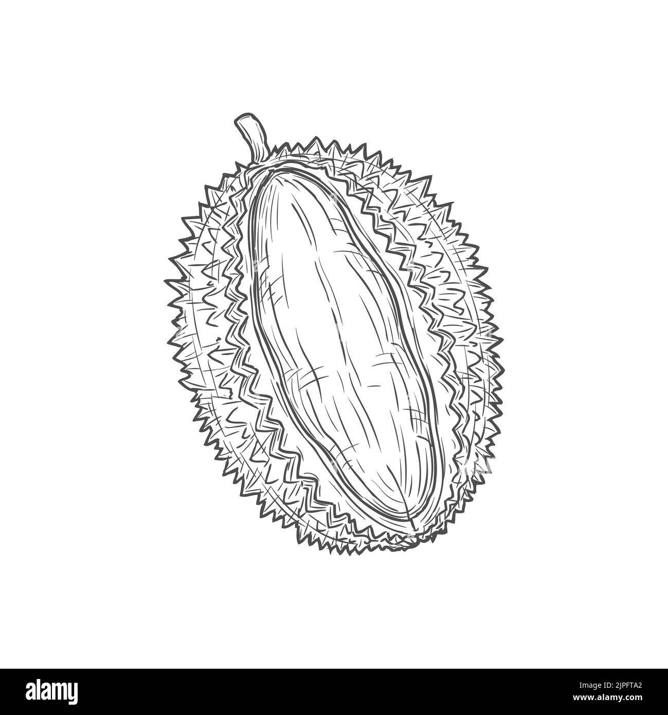 Tropischer Durian isolierter Vektor Schnitt Frucht Skizze monochrome Symbol. Vector asiatisch riechende Frucht mit Geruchssaroma, Brotfrucht-Jackfrucht, vegetarisches Essen. Exotisches Dessert, leckeres Fruchtfleisch, Durio zibethinus Stock Vektor