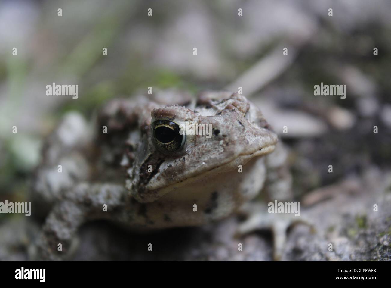 Eine Nahaufnahme des Kopfes von Fowlers Kröte Stockfoto