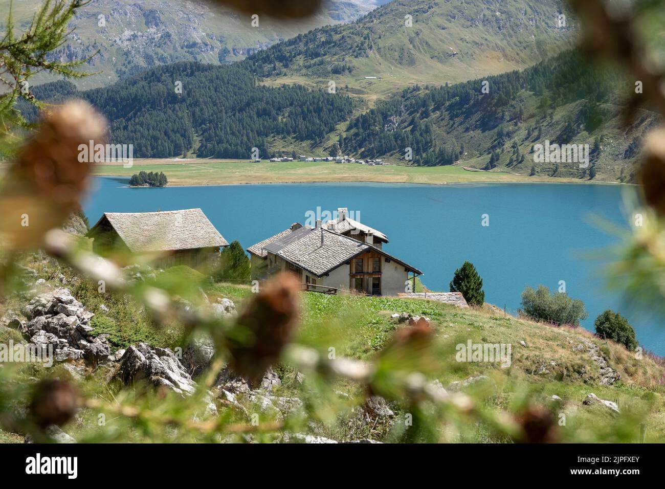 Reisen in der schweiz, Landschaften mit felsigen Bergen, azurblauen Seen und atemberaubenden Pinienwäldern, Weiden mit Seele Stockfoto