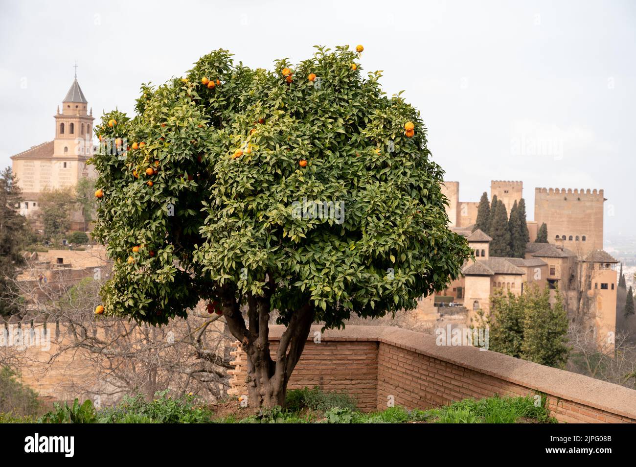 Blick auf einen grünen Orangenbaum mit reifen Zitrusfrüchten und die mittelalterliche Festung Alhambra in Granada, Andalusien, Spanien im Frühling Stockfoto